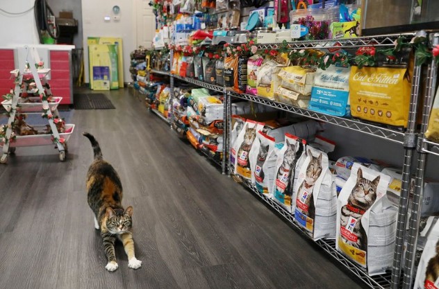 Tips Memulai Bisnis Pet Shop Yang Harus Kalian Ketahui